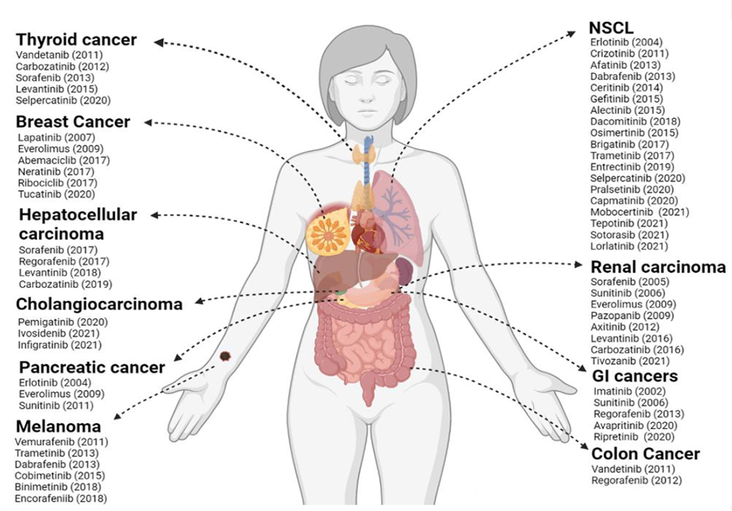Image of a human body showing the internal organs. Lists of approved drugs point to where they take effect